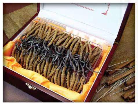 静宁冬虫夏草回收